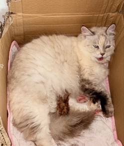 Persian Cross Female for Rehoming 🐱