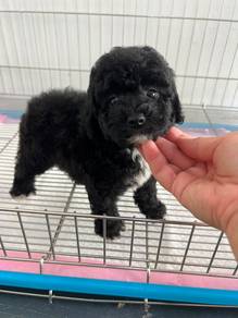 Black Poodle