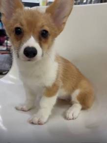 Corgi Pupp6