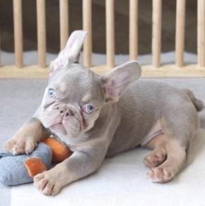 FRENCH BULLDOG PUPPIES🌻A194 Lilac Tan Male/Female