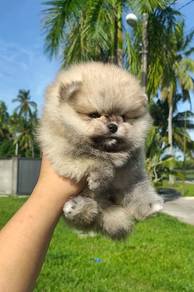 HHH_P255 pretty tiny Pomeranian cute puppy