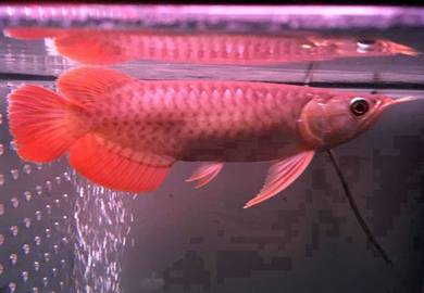 arowana blood red 3a quality-wholesale price