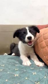 Border collie Mka certificate microchip