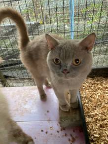 kucing BSH