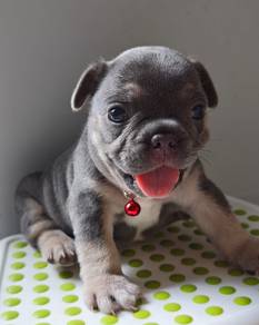 French Bulldog Puppies