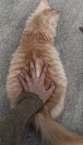 Domestic Long Hair