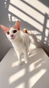 Bobtail domestic