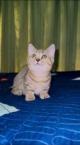 Female munchkin super short
