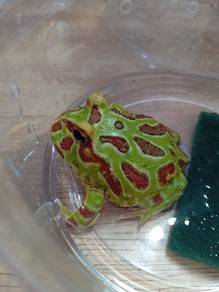 Pacman Frog