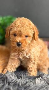 Cavapoo3