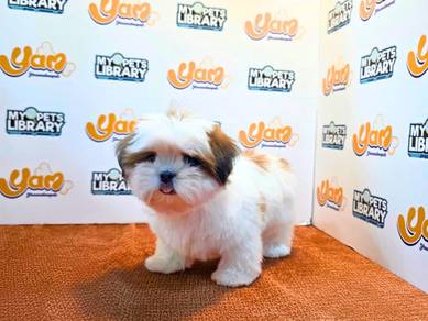 Cute Shihtzu 2908264
