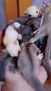 sugar glider