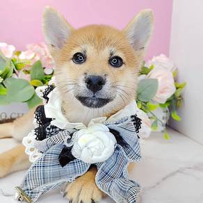 Shiba
