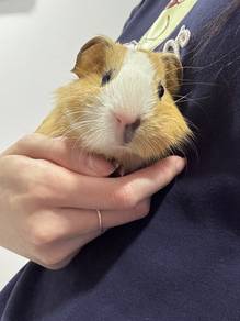 Guinea Pig荷兰猪（Female）