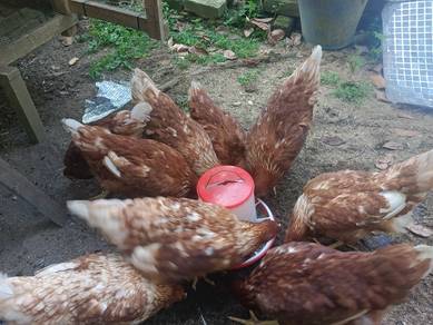 ayam penelur Lb 