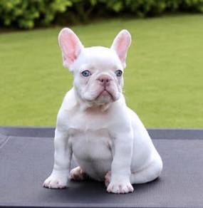 FRENCH BULLDOG PUPPIES FQ230 🌻 Premium Quality