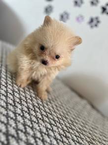 mini Pomeranian 22