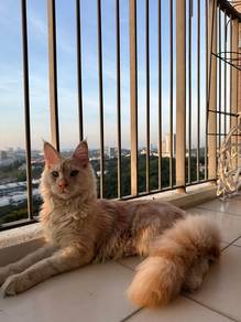 Purebreed Mainecoon