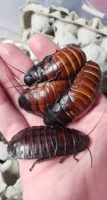 Madagascar hising Roach 