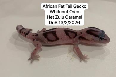 African Fat tail Gecko