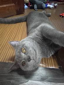 BSH Couple