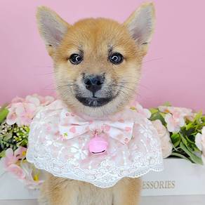 Shiba