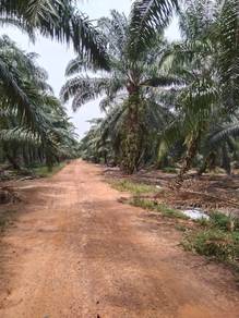 Agricultural Land in Banting, SGR