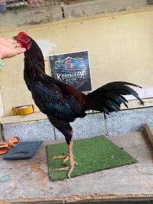Ayam Pakhoy