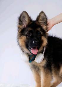 German Shepherd