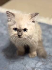Ragdoll kitten
