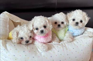 Bichon Frise
