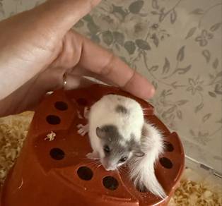 Dormouse/ Tupai Mini