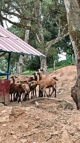 Kambing BARBADOS Blackbelly untuk dijual