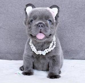 FRENCH BULLDOG PUPPIES 🌻VIP134 Long Fur / Girl