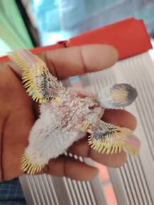 Budgies anak suap 