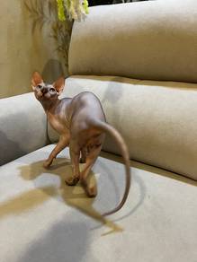 sphynx cat kucing sphynx