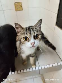 American Shorthair white base with multiton