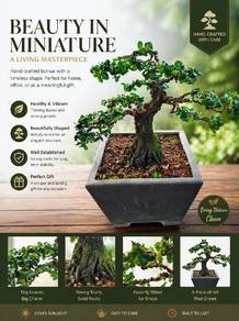Pokok Black Gold Thailand (Apple Leaf Kecil) 