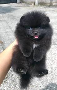 GGT_585E99 Black haired Tiny Pomeranian sweet pet