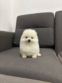 HHHH-1060 Tiny Pomeranian puppy 2MO