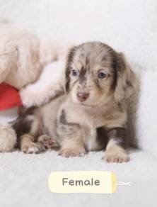 MINIATURE DACHSHUND Puppies D171 PREMIUM Quality