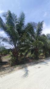 Agricultural Land in Tanjong Karang, SGR
