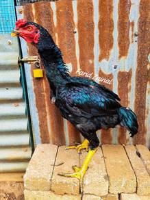 Ayam ganoi cross