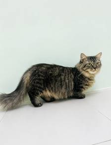 Munchkin Supershort Longhair