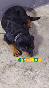 Rottweiler (F)