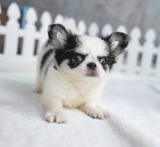CHIHUAHUA PUPPIES 187🌷Head Apple Bonnie Dog Boy