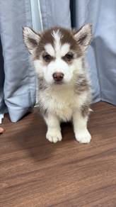 husky
