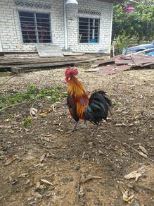 ayam pikat 