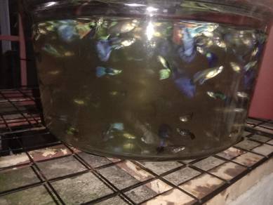 Ikan Guppy Fish Koi