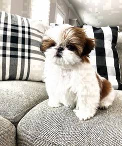 GJ_Y7322 little MINI Shih Tzu pretty puppy dog